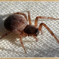 Badumna sp. (genus) (Lattice-web spider) at Crooked Corner, NSW - 7 Jan 2023 by Milly