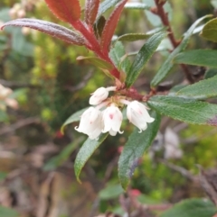 Gaultheria hispida (Copperleaf Snowberry) at Wellington Park, TAS - 9 Jan 2023 by Detritivore