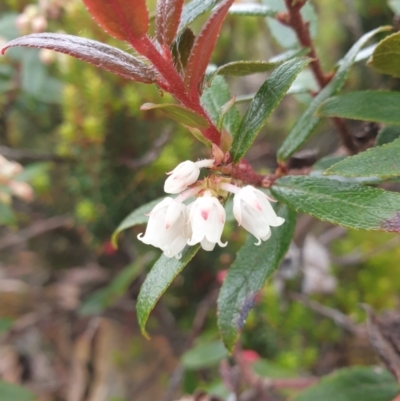 Gaultheria hispida (Copperleaf Snowberry) at Wellington Park, TAS - 9 Jan 2023 by Detritivore