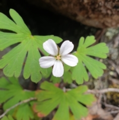 Geranium potentilloides (Soft Crane's-bill) at Wellington Park, TAS - 9 Jan 2023 by Detritivore