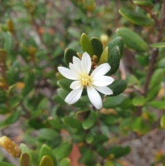 Olearia tasmanica (Tasmanian daisybush) at Wellington Park, TAS - 9 Jan 2023 by Detritivore