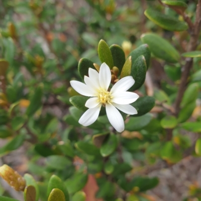 Olearia tasmanica (Tasmanian daisybush) at Wellington Park, TAS - 9 Jan 2023 by Detritivore