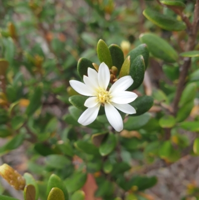 Olearia tasmanica at Wellington Park, TAS - 9 Jan 2023 by Detritivore