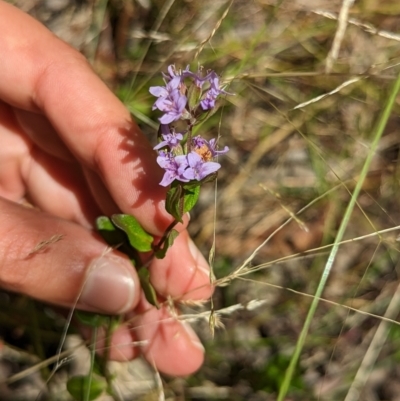 Mentha diemenica (Wild Mint, Slender Mint) at Forde, ACT - 8 Jan 2023 by mainsprite