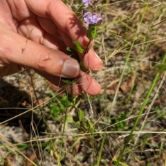 Mentha diemenica at Forde, ACT - 9 Jan 2023 09:43 AM