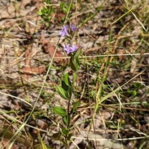 Mentha diemenica at Forde, ACT - 9 Jan 2023 09:43 AM