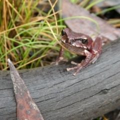 Litoria lesueuri (Lesueur's Tree-frog) at Mongarlowe River - 23 Mar 2021 by arjay