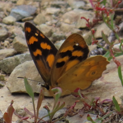 Heteronympha solandri (Solander's Brown) at Cotter River, ACT - 8 Jan 2023 by MatthewFrawley