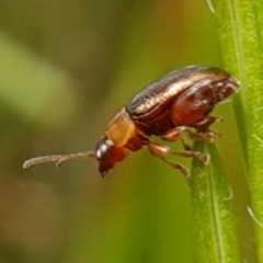 Alticini (tribe) (Unidentified flea beetle) at Vincentia, NSW - 7 Jan 2023 by RobG1