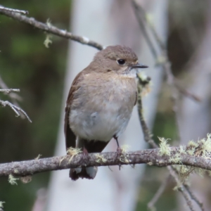 Petroica phoenicea at Cotter River, ACT - 8 Jan 2023