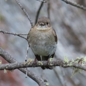 Petroica phoenicea at Cotter River, ACT - 8 Jan 2023 02:42 PM