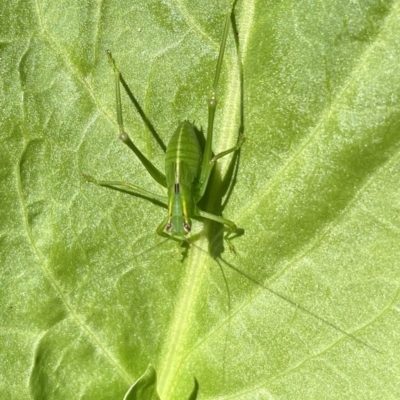 Caedicia simplex (Common Garden Katydid) at Lyneham, ACT - 9 Jan 2023 by HelenWay