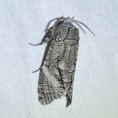 Culama australis (A Wood moth (Cossidae)) at Jerrabomberra, NSW - 8 Jan 2023 by SteveBorkowskis