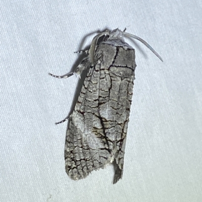 Culama australis (A Wood moth (Cossidae)) at Jerrabomberra, NSW - 8 Jan 2023 by SteveBorkowskis