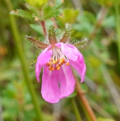 Bauera rubioides (Wiry Bauera) at Vincentia, NSW - 7 Jan 2023 by RobG1