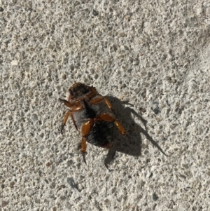 Anoplognathus porosus at Harrison, ACT - 9 Jan 2023