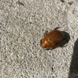 Anoplognathus porosus at Harrison, ACT - 9 Jan 2023