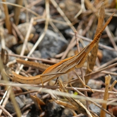 Acrida conica (Giant green slantface) at Vincentia, NSW - 7 Jan 2023 by RobG1