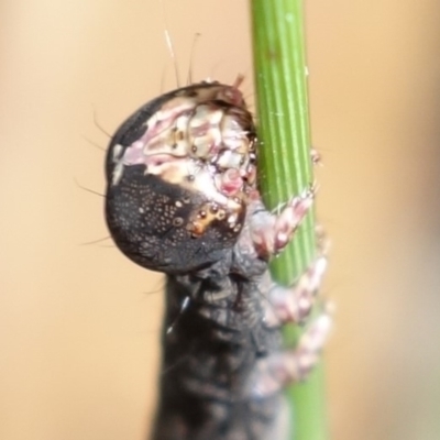 Lepidoptera unclassified IMMATURE moth at Vincentia, NSW - 7 Jan 2023 by RobG1