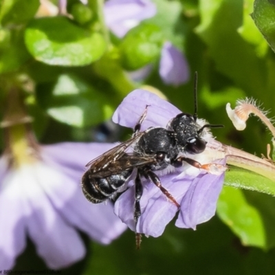 Megachile ordinaria at Acton, ACT - 10 Jan 2023 by Roger