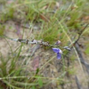 Comesperma volubile at Charleys Forest, NSW - 13 Jan 2022