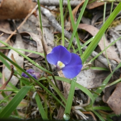 Comesperma volubile (Love Creeper) at Charleys Forest, NSW - 4 Jan 2023 by arjay