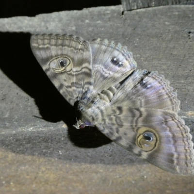 Speiredonia spectans (Granny's Cloak Moth) at Mongarlowe River - 13 Jan 2022 by arjay