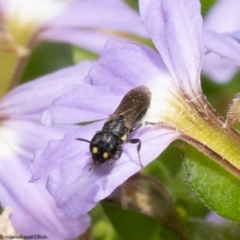 Hylaeus (Planihylaeus) quadriceps at Acton, ACT - 10 Jan 2023 12:30 PM