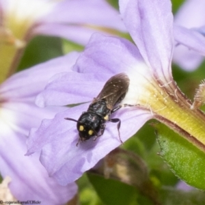 Hylaeus (Planihylaeus) quadriceps at Acton, ACT - 10 Jan 2023 12:30 PM