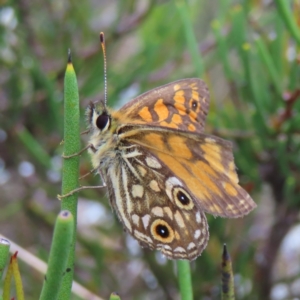 Oreixenica orichora at Cotter River, ACT - 8 Jan 2023 02:52 PM