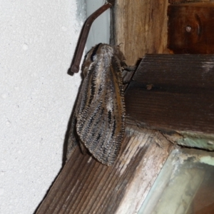 Endoxyla lituratus at Charleys Forest, NSW - suppressed