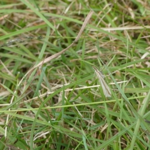 Hednota species near grammellus at Charleys Forest, NSW - suppressed