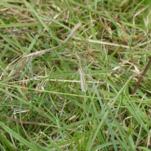 Hednota species near grammellus at Charleys Forest, NSW - suppressed