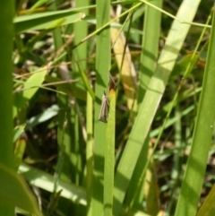 Hednota species near grammellus at Charleys Forest, NSW - suppressed