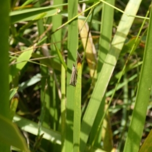 Hednota species near grammellus at Charleys Forest, NSW - suppressed