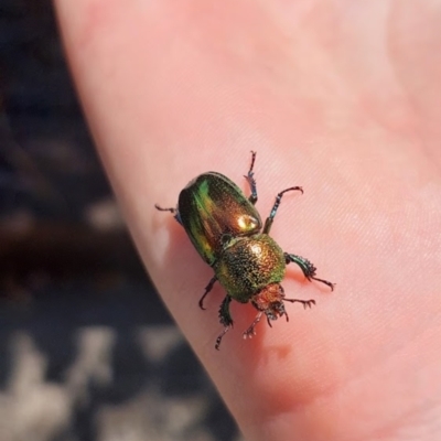 Lamprima aurata (Golden stag beetle) at Ngunnawal, ACT - 10 Jan 2023 by OceanArrow