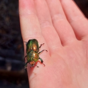 Lamprima aurata at Ngunnawal, ACT - suppressed