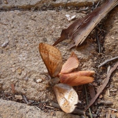 Oxycanus (genus) (Unidentified Oxycanus moths) at Mongarlowe River - 23 Jun 2020 by arjay