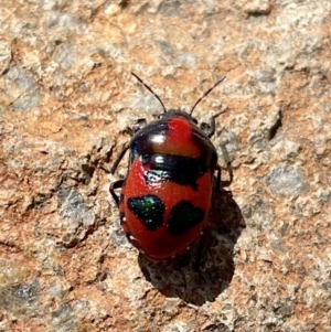 Choerocoris paganus at Pearce, ACT - 10 Jan 2023