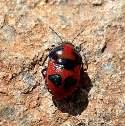 Choerocoris paganus (Ground shield bug) at Pearce, ACT - 10 Jan 2023 by CathyKatie