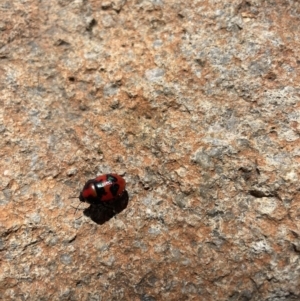 Choerocoris paganus at Pearce, ACT - 10 Jan 2023