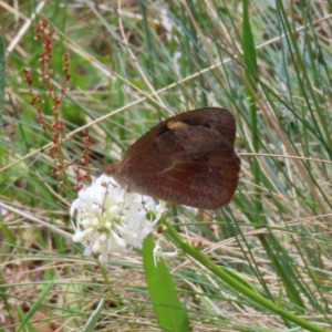 Heteronympha merope at Cotter River, ACT - 8 Jan 2023 03:02 PM