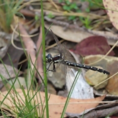 Eusynthemis guttata (Southern Tigertail) at Cotter River, ACT - 8 Jan 2023 by MatthewFrawley