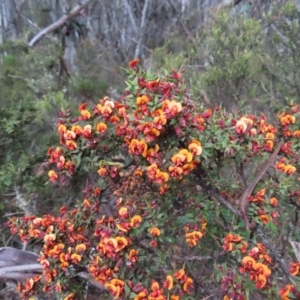 Daviesia ulicifolia subsp. ruscifolia at Cotter River, ACT - 8 Jan 2023