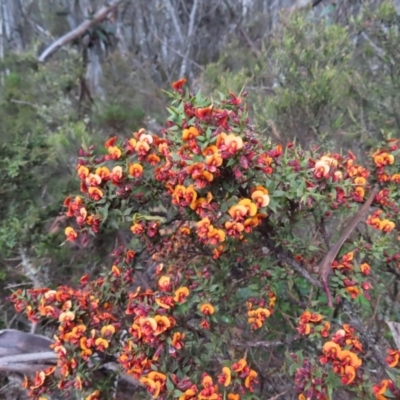 Daviesia ulicifolia subsp. ruscifolia (Broad-leaved Gorse Bitter Pea) at Cotter River, ACT - 8 Jan 2023 by MatthewFrawley