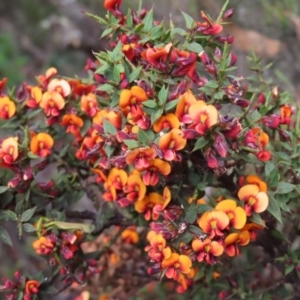 Daviesia ulicifolia subsp. ruscifolia at Cotter River, ACT - 8 Jan 2023