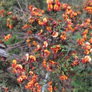 Daviesia ulicifolia subsp. ruscifolia at Cotter River, ACT - 8 Jan 2023