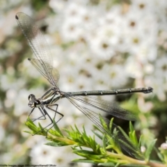 Austroargiolestes icteromelas (Common Flatwing) at Kowen, ACT - 9 Jan 2023 by Roger