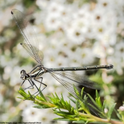 Austroargiolestes icteromelas (Common Flatwing) at Kowen, ACT - 10 Jan 2023 by Roger