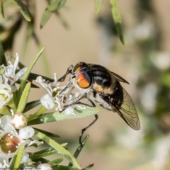 Scaptia (Scaptia) auriflua (A flower-feeding march fly) at Kowen, ACT - 9 Jan 2023 by Roger